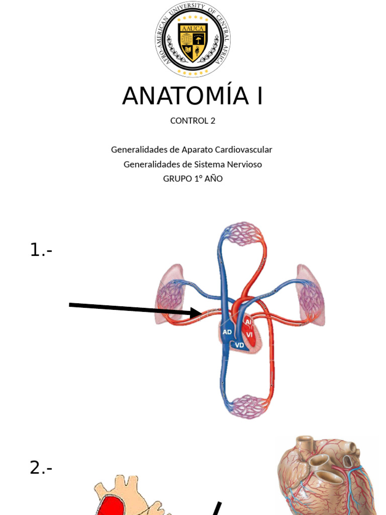 Anatomía del Sistema Cardiovascular y Nervioso | PDF