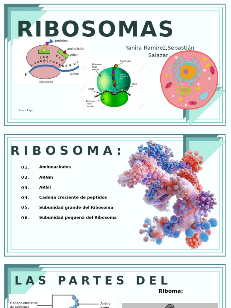 Estructura y Función del Ribosoma | PDF