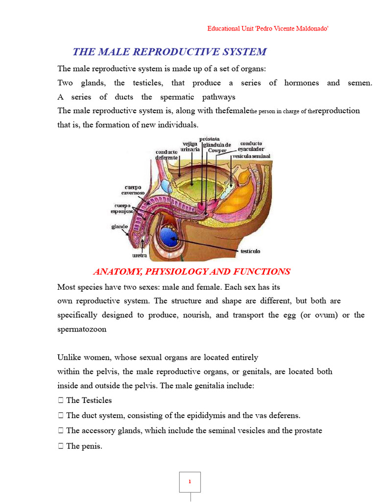 Anatomy and Function of Male Reproductive System | PDF | Reproductive ...