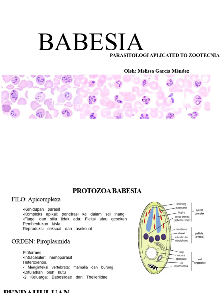 Babesia: Parasit Hemoparasit pada Hewan | PDF
