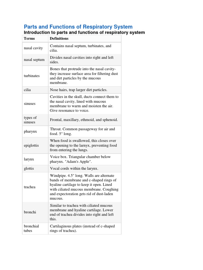 Respiratory System: Parts and Functions | PDF | Lung | Respiratory System