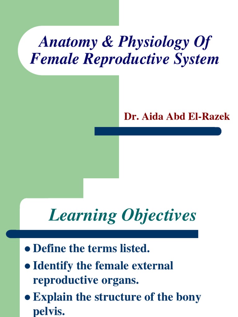 Anatomy Physiology of Female Reproductive System | Download Free PDF ...