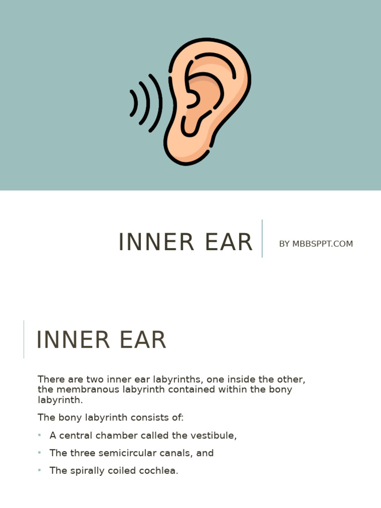 Anatomy of the Inner Ear Structures | PDF | Vertigo | Ear