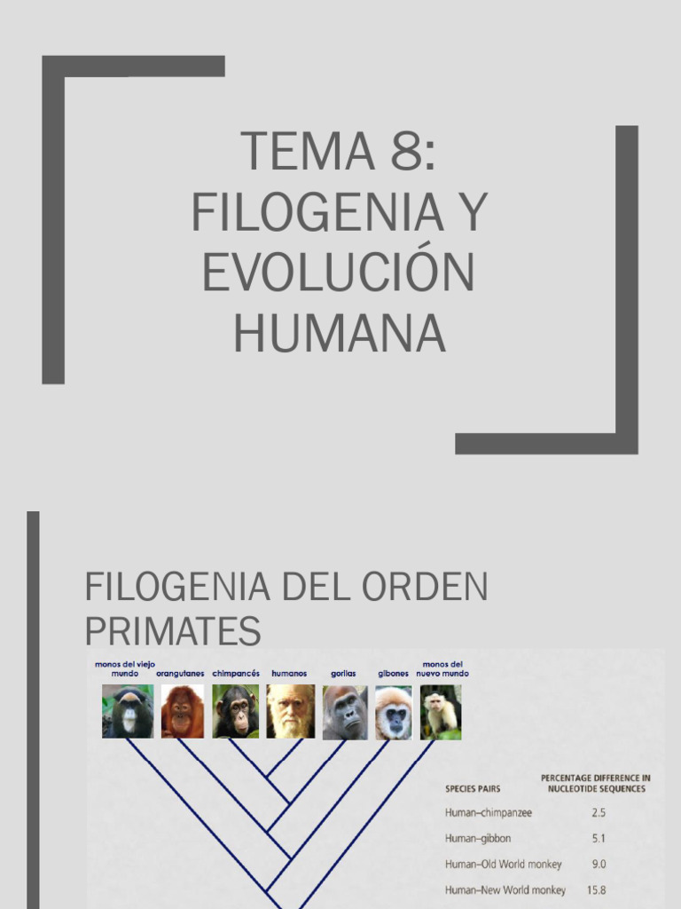 Filogenia de la Especie Humana | PDF | Evolución humana | Homo