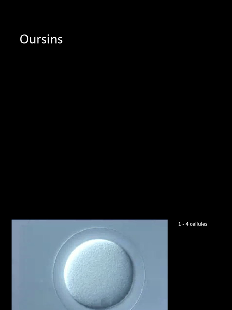 Sea Urchin Development Stages | PDF