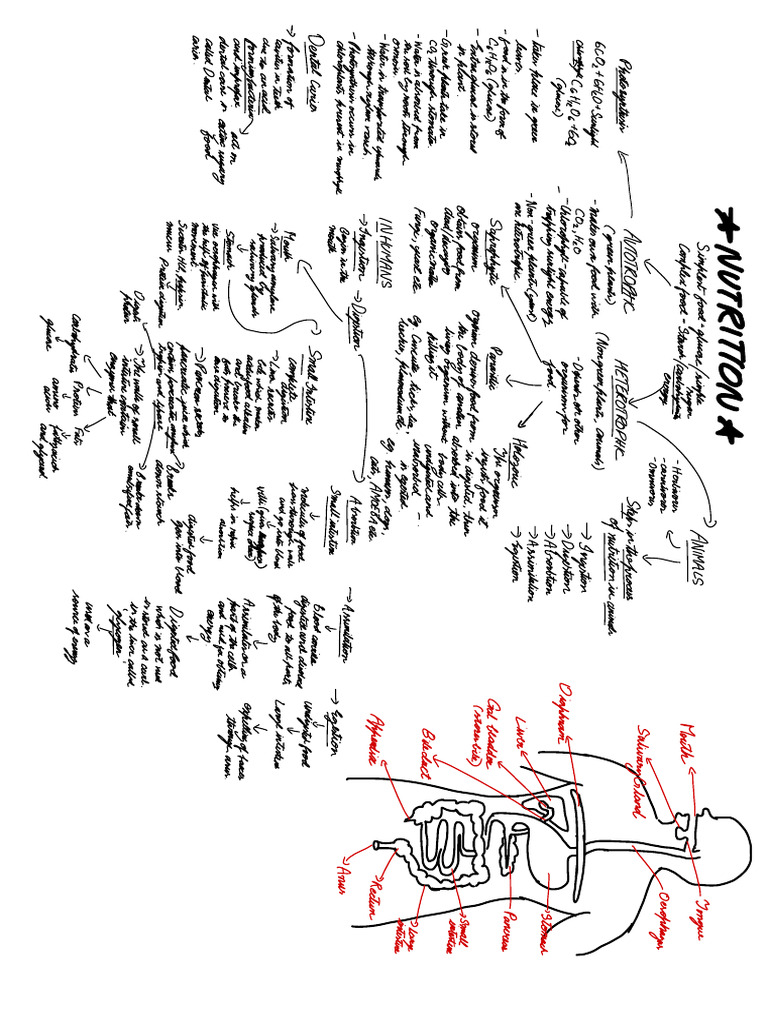 Life Processes | PDF