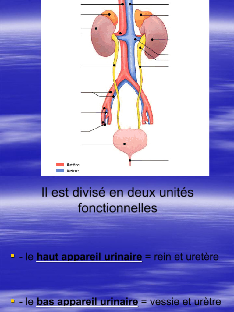 Anatomie de l'urètre : différences hommes-femmes | PDF
