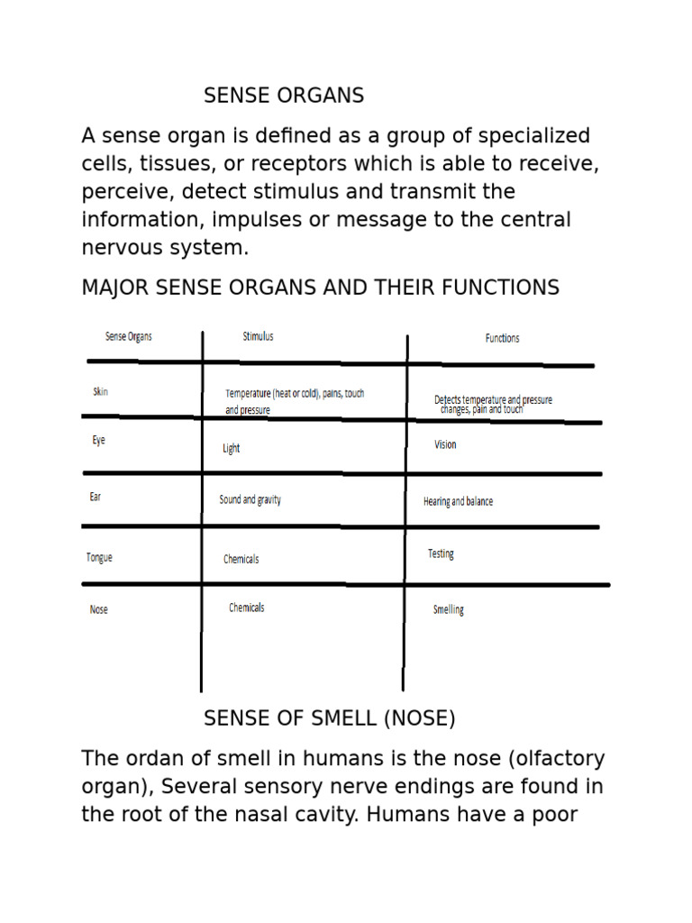 Understanding Human Sense Organs | PDF | Ear | Eye