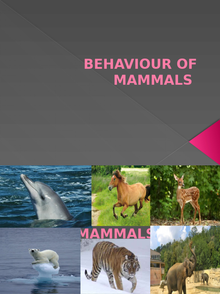 Mammals: Types, Behavior, and Ecology | PDF | Mammals | Lion
