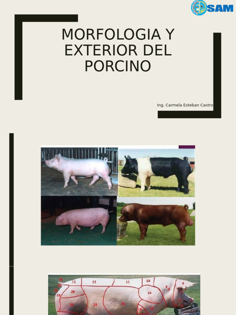 Morfologia Y Exterior Del Porcino PDF
