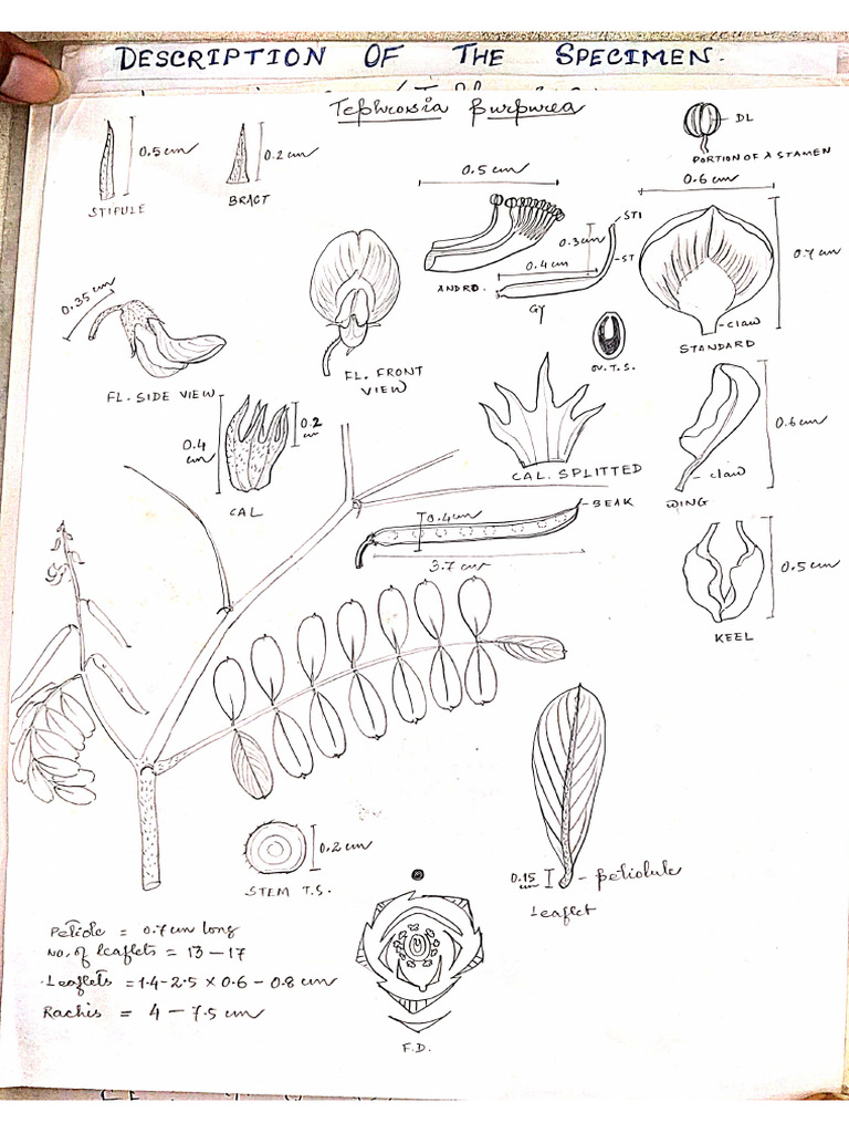 KS Sir Notes 5 | PDF