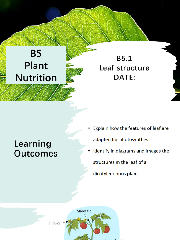 B5.1 Leaf Adaptation | PDF