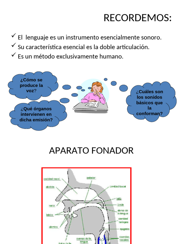 Anatomía y Producción de la Voz Humana | PDF | Vocal | Voz humana
