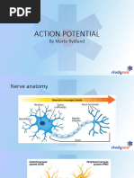 Action Potential Flowchart Explained | PDF | Action Potential ...