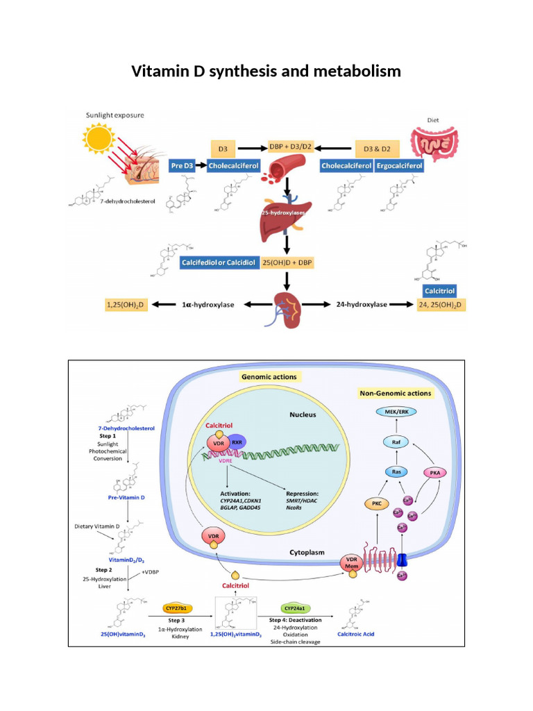 Vitamin D Synthesis and Metabolism Shortcut | PDF
