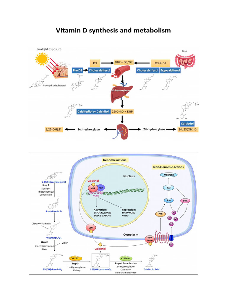 Vitamin D Synthesis and Metabolism Guide | PDF