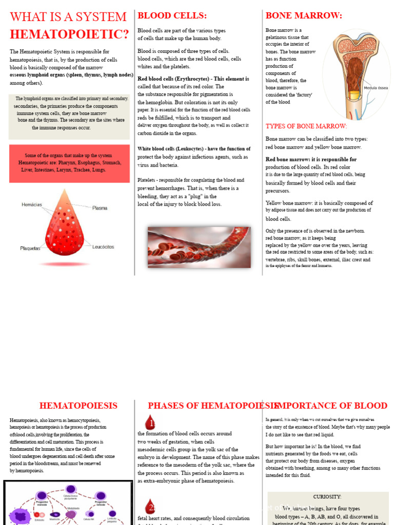 Understanding the Hematopoietic System | PDF | Haematopoiesis | Bone Marrow