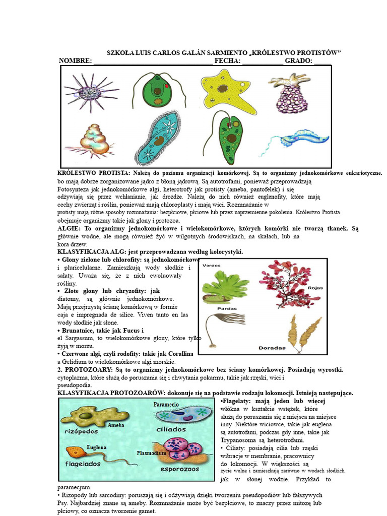 Królestwo-Protista | PDF