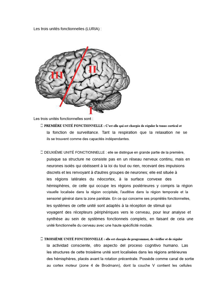 Les trois unités fonctionnelles de Luria | PDF | Cortex cérébral | Cerveau