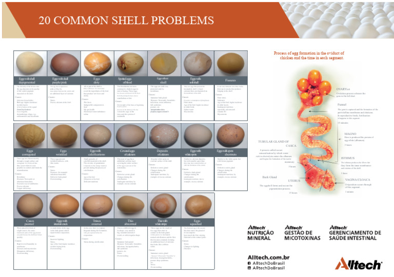 Common Chicken Egg Shell Issues | PDF | Egg