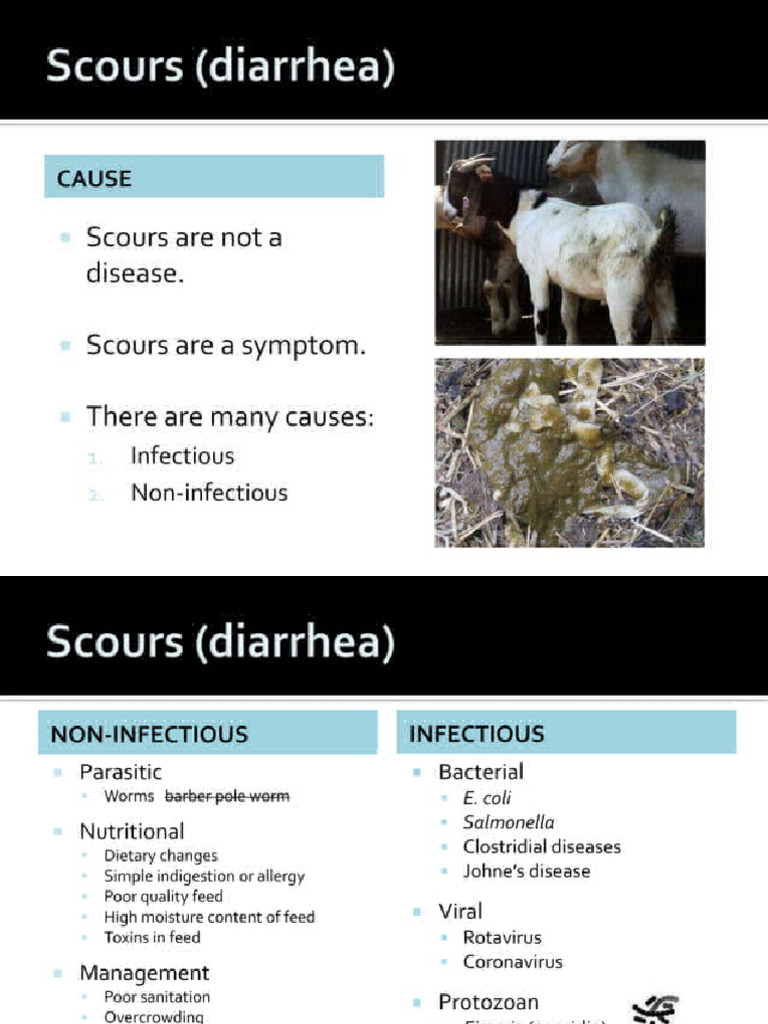 Disease of Goat 2 | PDF