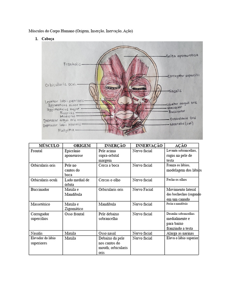 Anatomia dos Músculos Humanos | PDF | Anatomia dos primatas | Membros ...
