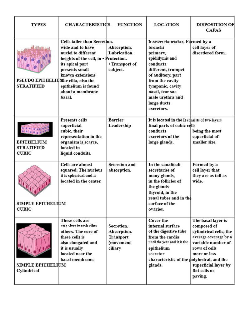 Comparative Table of Epithelial Tissues | PDF | Epithelium | Anatomy