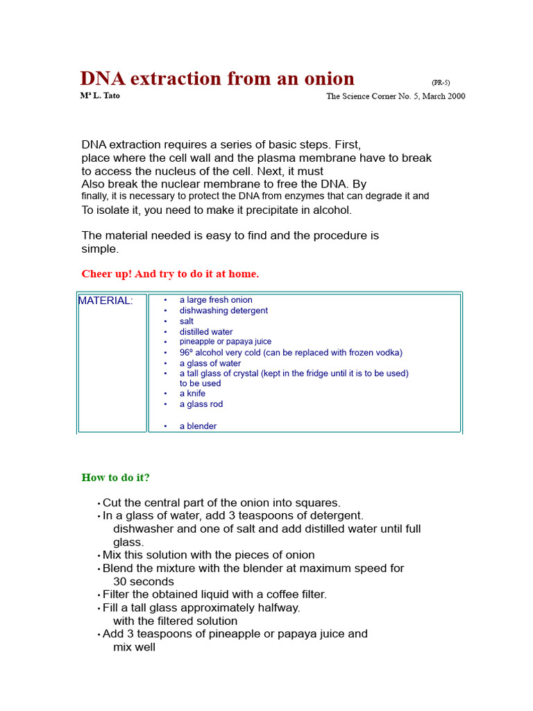 DIY Onion DNA Extraction Guide | PDF | Cell (Biology) | Water