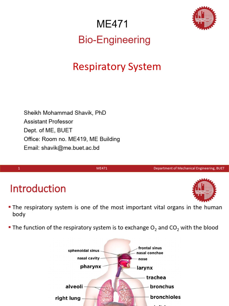Understanding the Human Respiratory System | PDF | Respiratory Tract | Lung
