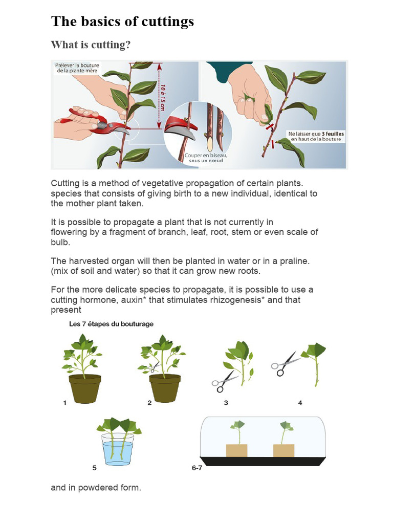 Guide to Plant Cuttings Propagation | PDF | Root | Botany