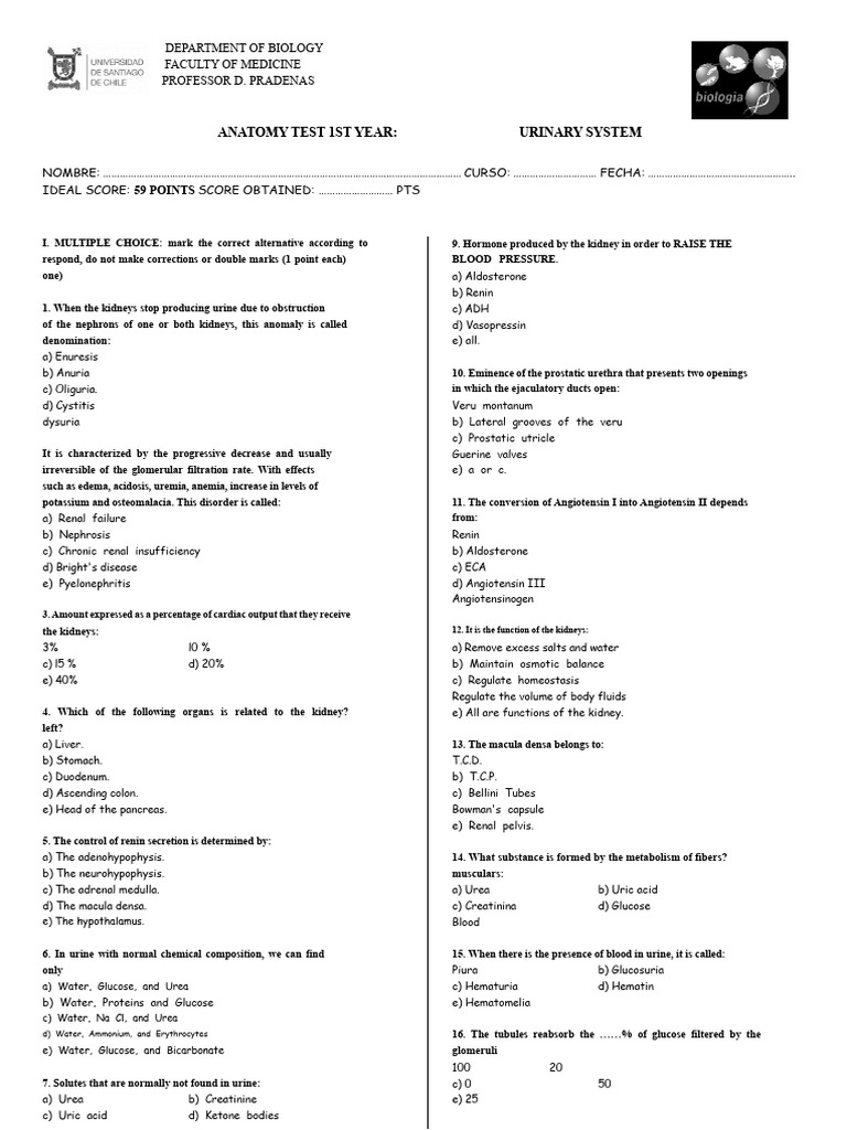 Urinary System Anatomy Test Guide | PDF | Kidney | Angiotensin
