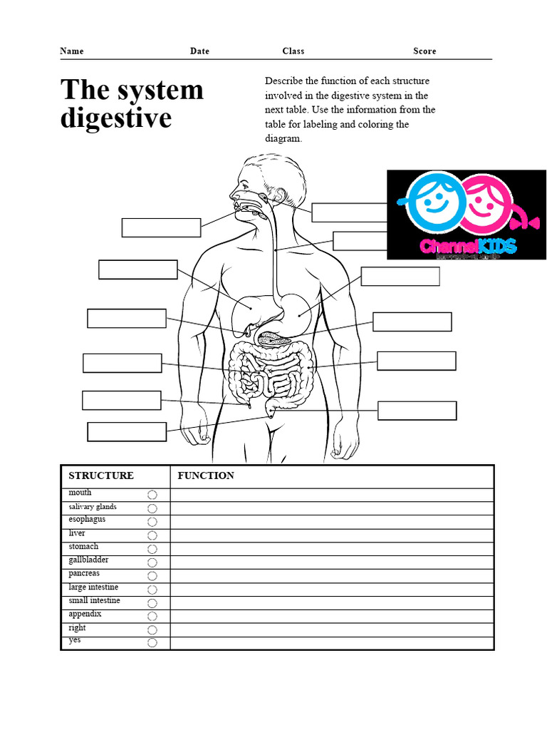 Worksheet - digestive system | PDF