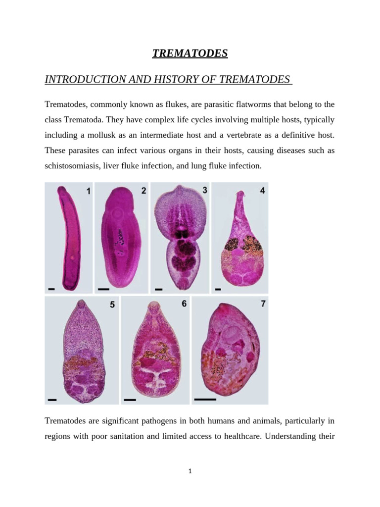 Understanding Trematodes: Flukes Overview | PDF | Immune System | Infection