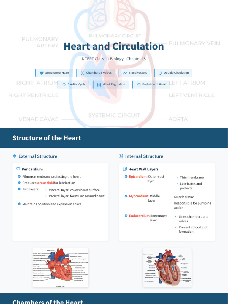 Heart Structure and Function Overview | PDF | Heart | Heart Valve