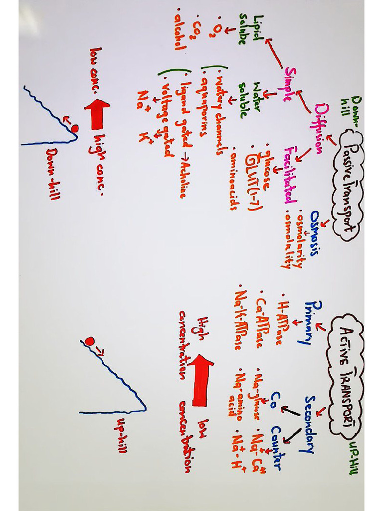 Nerve and Muscle Physiology Medical Gateway Compiled by Tatheer | PDF