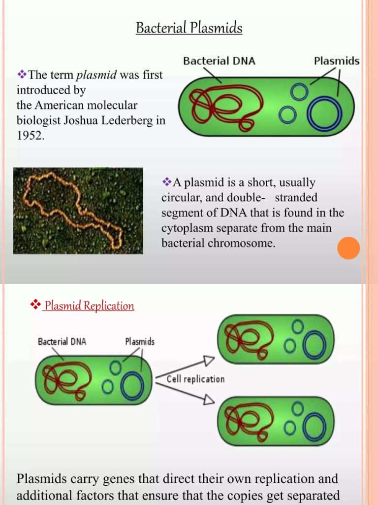 Plasmid | PDF