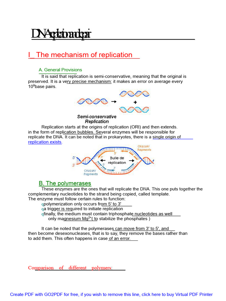 DNA Replication and Repair Mechanisms | PDF | Dna Replication | Dna Repair
