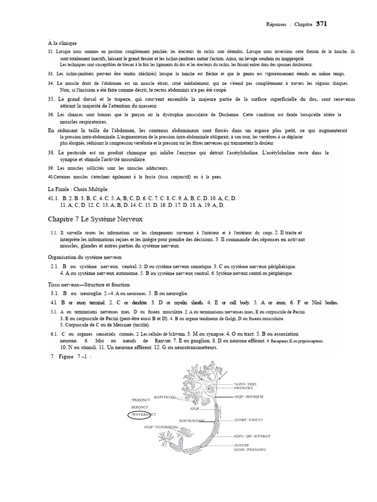 Anatomie et physiologie du système nerveux | PDF | Nerf | Système nerveux