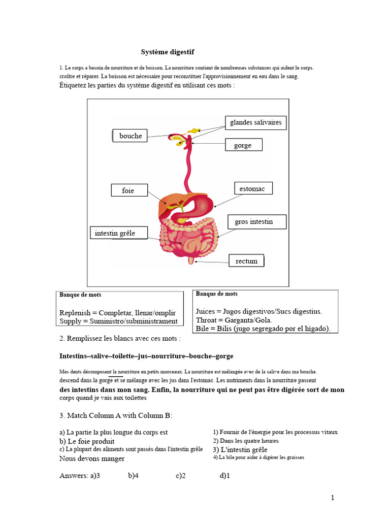 Comprendre le Système Digestif Humain | PDF | Appareil digestif humain ...