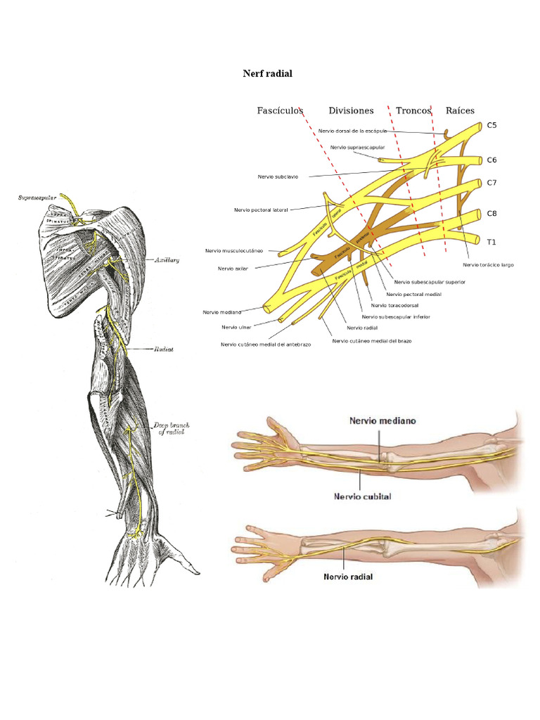 Trajet et fonctions du nerf radial | PDF | Main | Membres (anatomie)