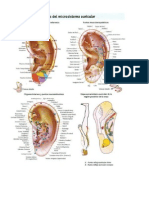 Auriculoterapia