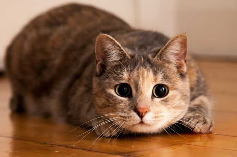 Kucing 4 | PDF