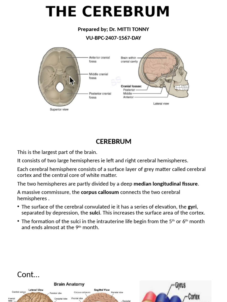 Overview of Cerebrum Anatomy and Function | PDF | Cerebral Hemisphere ...