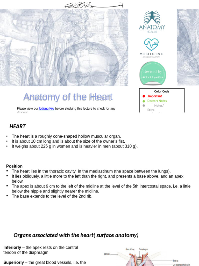 Anatomy of the Heart-converted | PDF | Heart Valve | Coronary Circulation