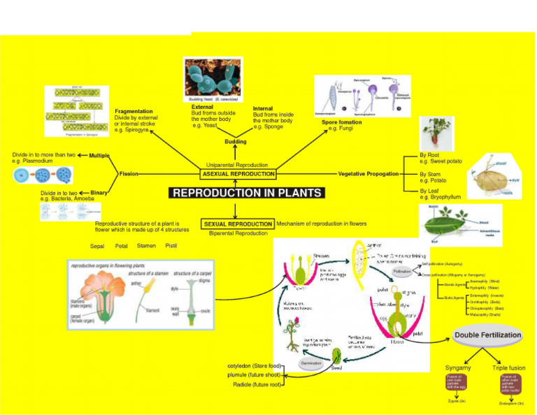 Selfstudys Com File | PDF
