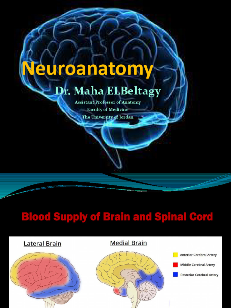 Blood Supply of the Brain and Spinal Cord | PDF | Spinal Cord | Vein