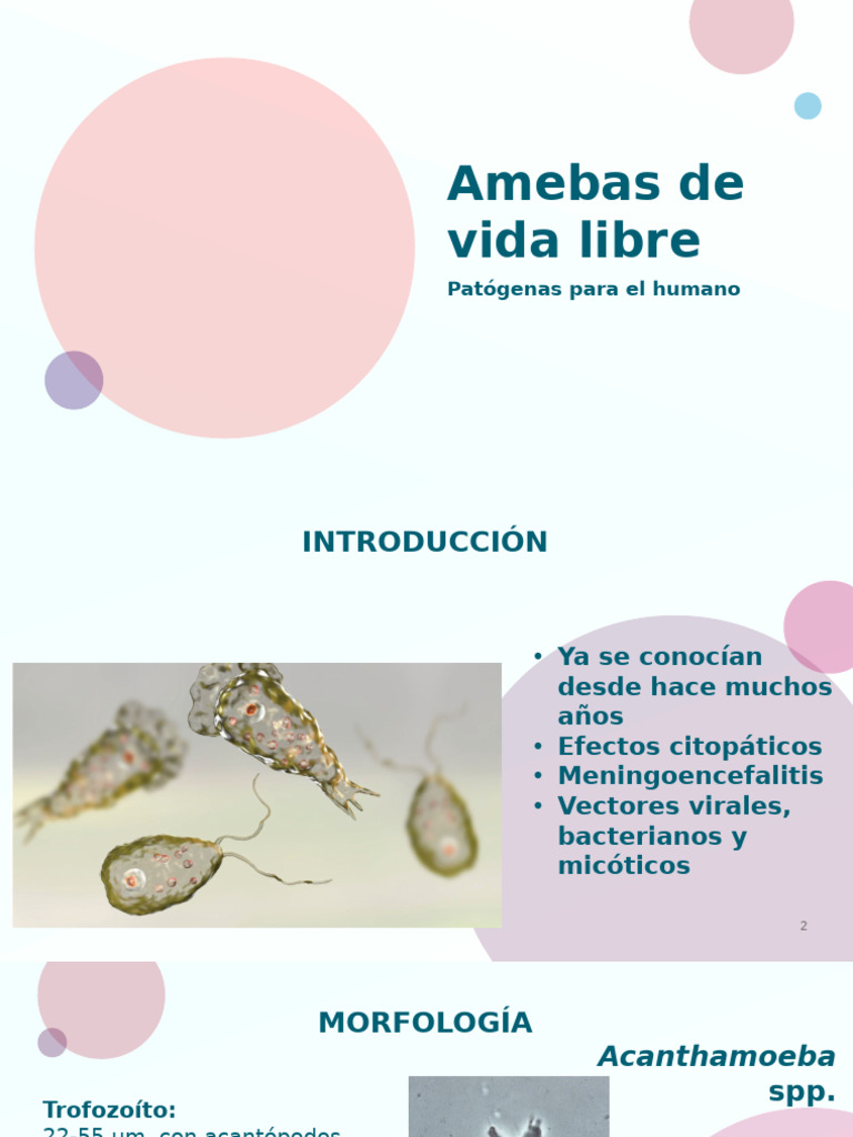 2 Amebas De Vida Libre Pdf