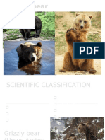 Grizzly Bear: Haga Clic para Modificar El Estilo de Subtítulo Del Patrón