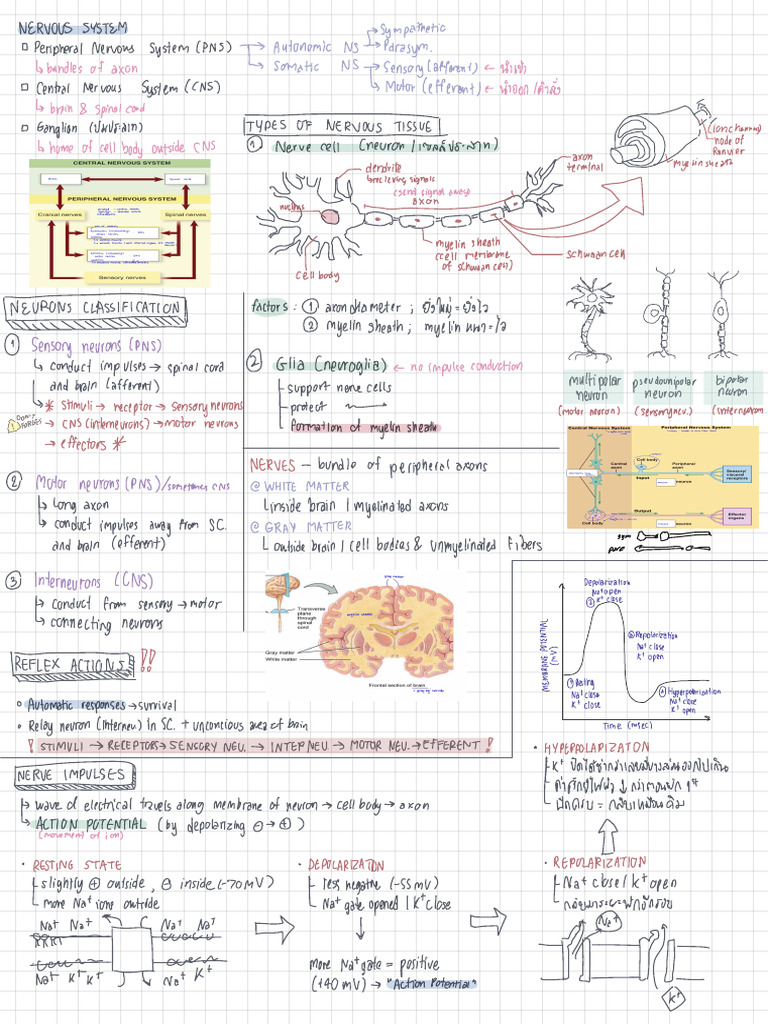Overview of Nervous System Functions | PDF | Neuron | Nervous System
