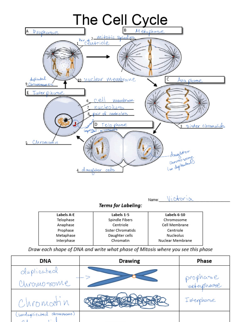 Understanding the Cell Cycle Phases | PDF